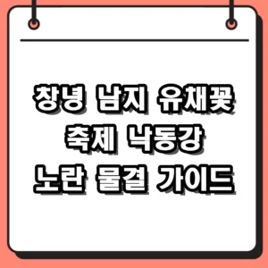 창녕 남지 유채꽃 축제 2026 낙동강변 33만 평 노란 물결 방문 후기