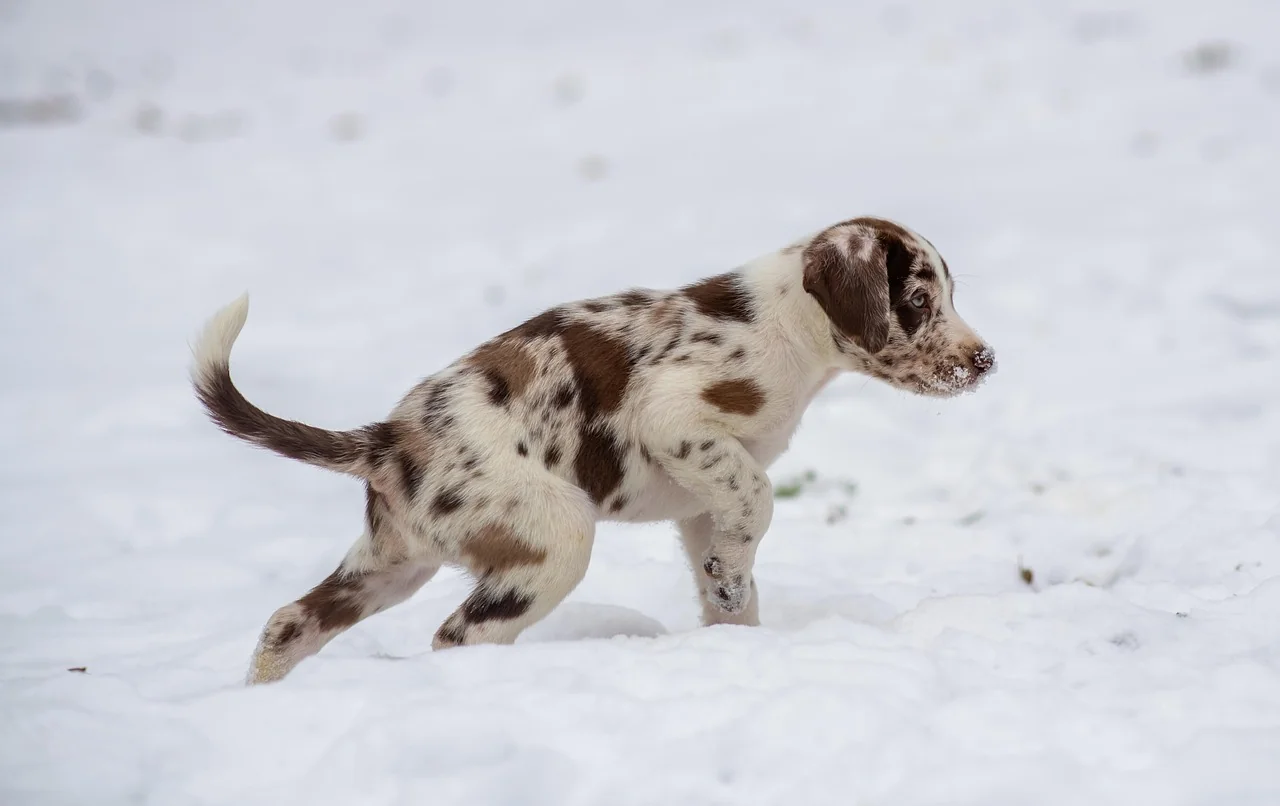 강아지 예방접종증명서